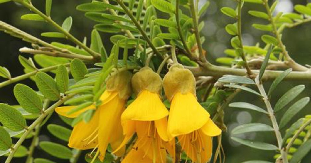 Fantastic Plants and Where to Find Them The New Zealand Edititon Kowhai