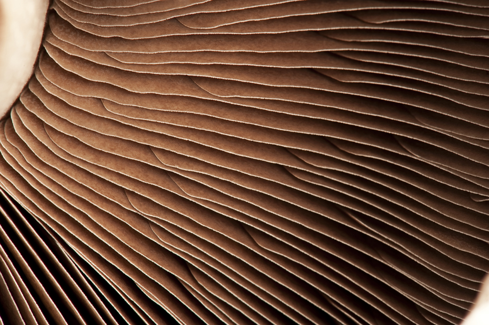 Jaclyn Nash Photography A Magnified View Week 2