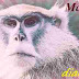 Maimuța din vise | Interpretare şi semnificaţie vise