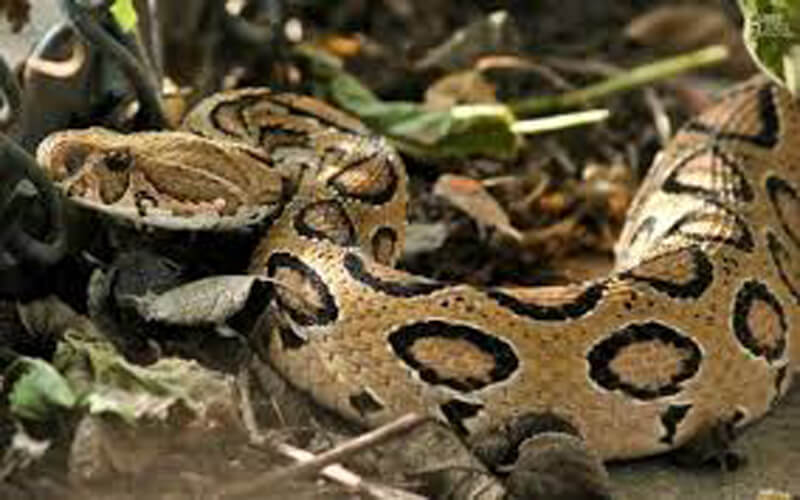 top 10 poisonous and deadliest snakes in the world