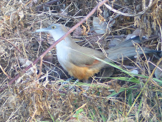 Coccyzus merlini - Tacco de Cuba Coccyzus merlini - Tacco de Cuba