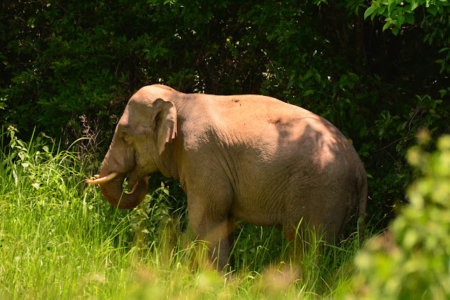 Elephas maximus Elephas maximus