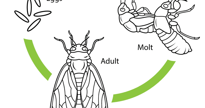 MItz my blog: All about Cicadas