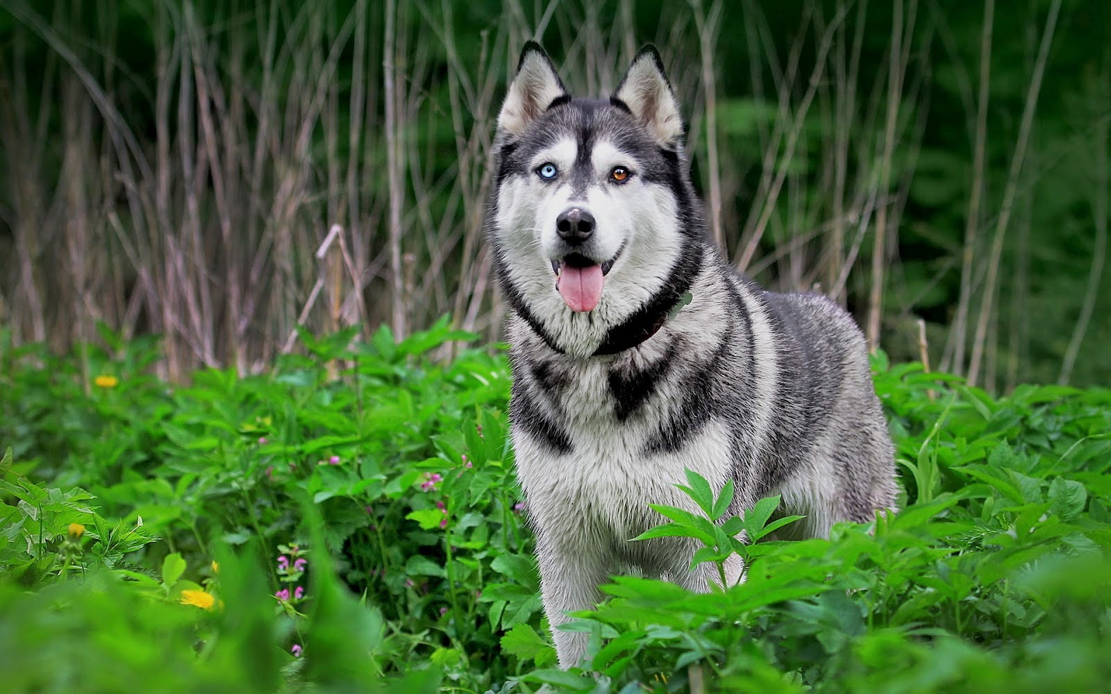 PERROS Husky Siberiano PERROS Husky Siberiano
