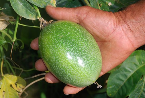 Luar Biasa! Inilah 6 Manfaat Buah Markisa Untuk Kesehatan Luar Biasa! Inilah 6 Manfaat Buah Markisa Untuk Kesehatan