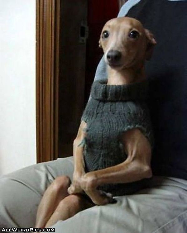 A Blog About Dogs Weird facts about dogs