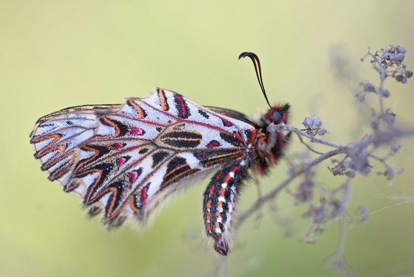 Beautiful White Black and Pink Butterfly Beautiful White Black and Pink Butterfly