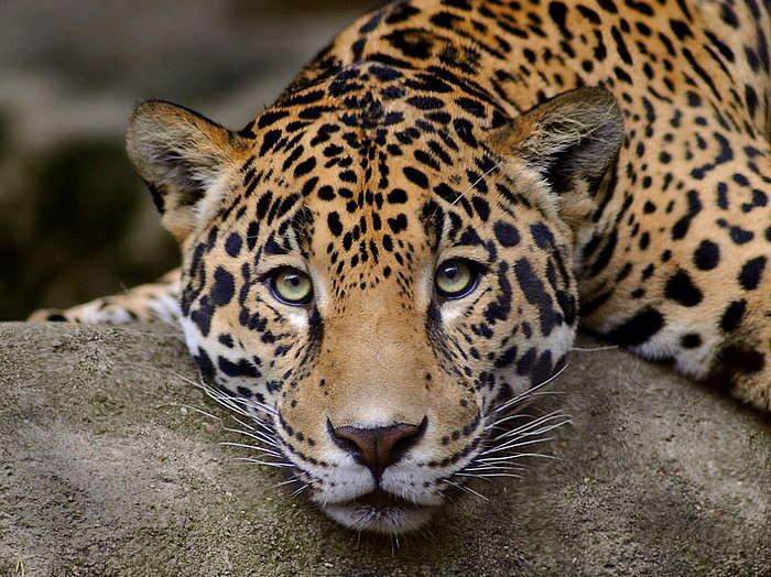 Indian leopard | The Life of Animals