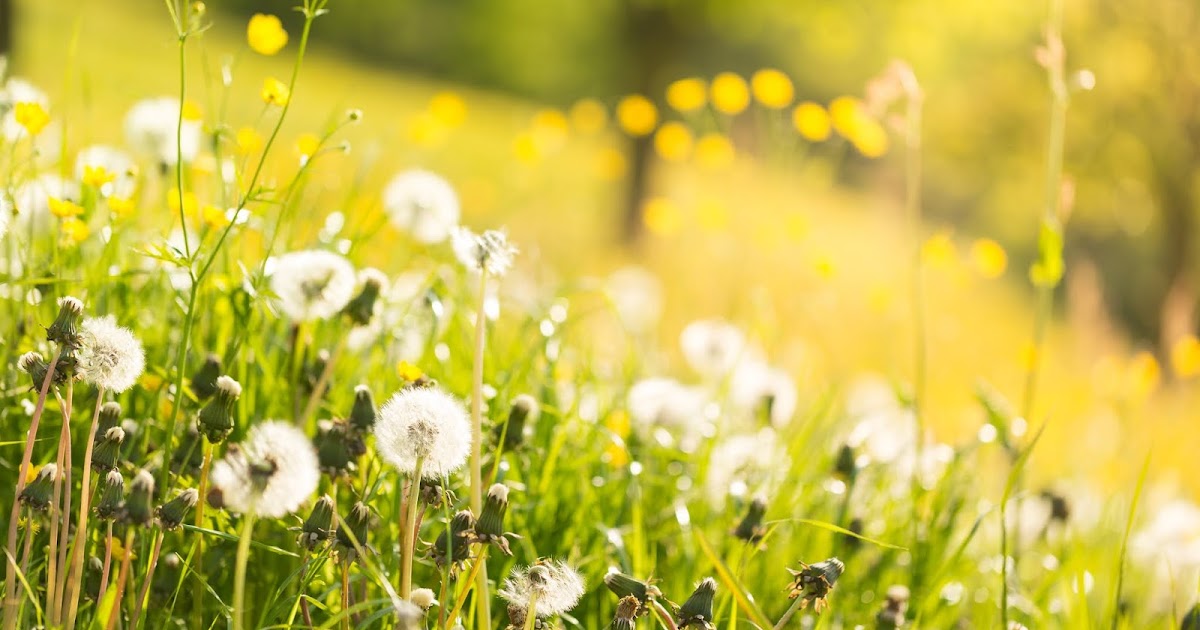 Summary of Lost Spring (Poem by Anees Jung)