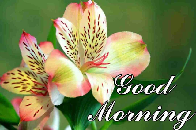 Good Morning flowers Image hd download and share with your friends and family members on facebook and whatsapp for wish very good morning