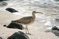 Galapagos Whimbrel