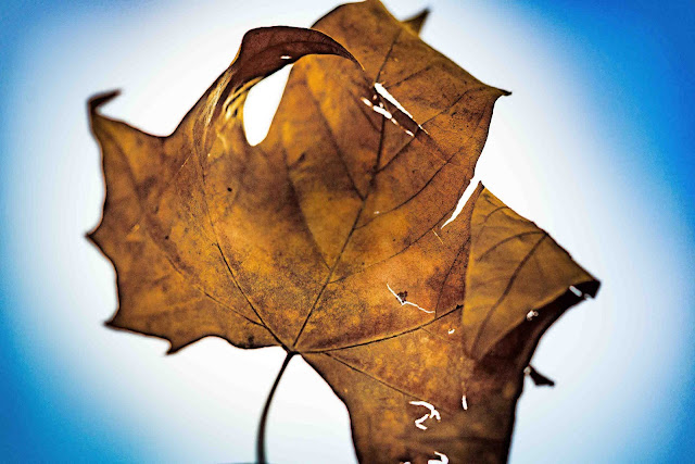 stuttgartcooking: Kürbis-Pfannkuchen (Palatschinken) mit Joghurt und ... stuttgartcooking: Kürbis-Pfannkuchen (Palatschinken) mit Joghurt und ...