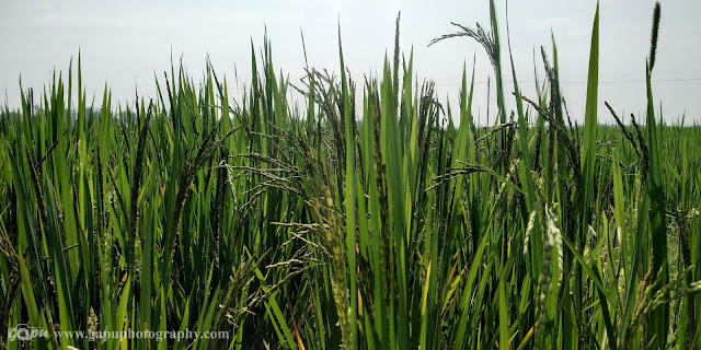 Farming Field in Odisha