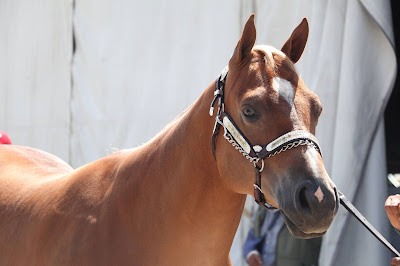 Se declara México libre de cuatro enfermedades exóticas que afectan al ganado