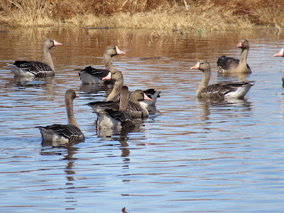 Colusa National Wildlife Refuge