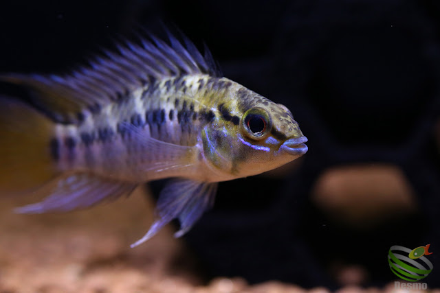 Apistogramma Pedunculata(sp.Rio Caura)