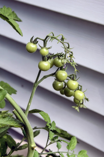 gardening, tomatoes, cherry tomatoes, summer, Anne Butera, My Giant Strawberry