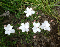 白花アッシ桜