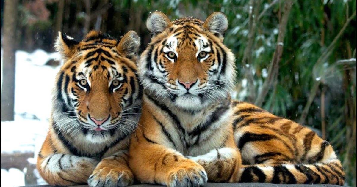 Buckles Blog: BRONX ZOO TIGERS