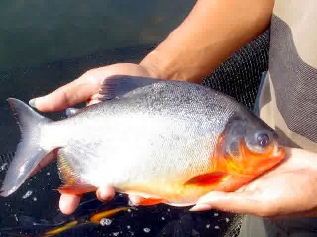 Cara Panen Ikan Bawal yang Benar Cara Panen Ikan Bawal yang Benar