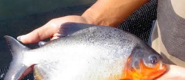Cara Panen Ikan Bawal yang Benar