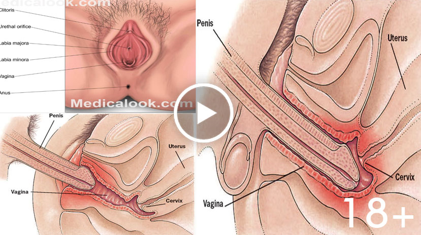 Sexual Female 119