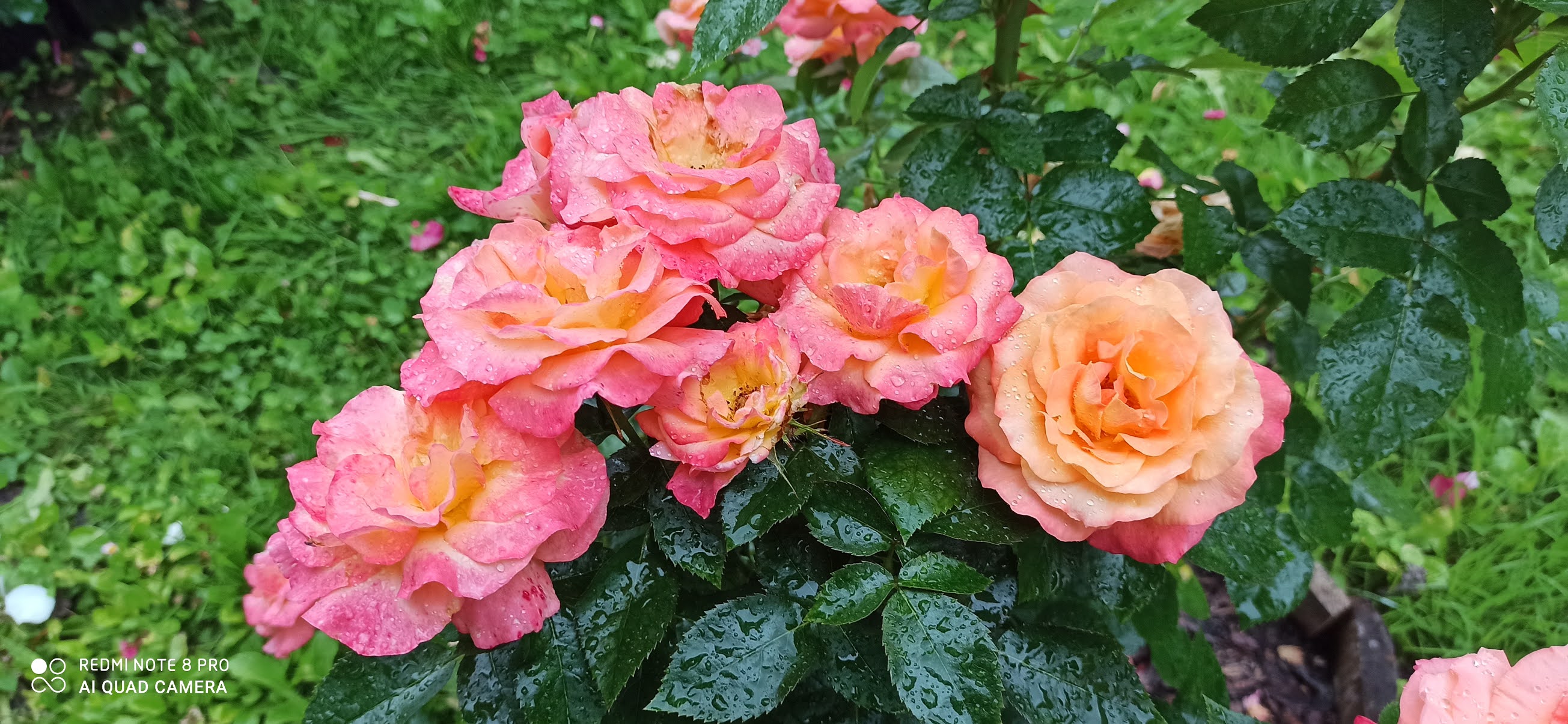 Ranczo Elma Róża Jam and Jerusalem