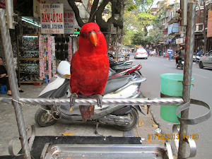 A frontal view of  this beautiful chained pet parrot of Hanoi.