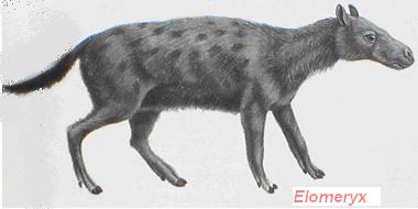 anthracotheriidae Elomeryx