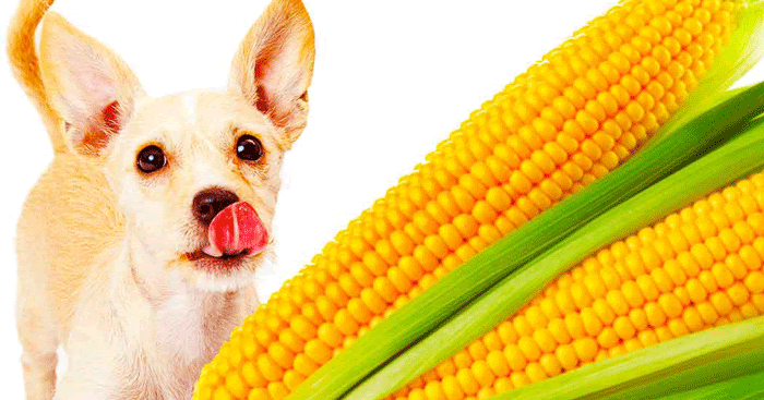 Should Dogs Eat Corn 2025