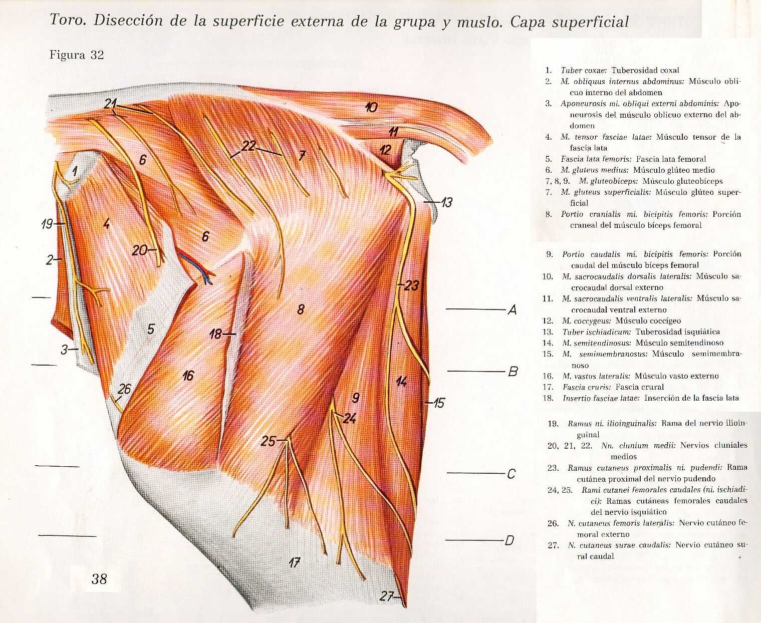 Anatomia Veterinaria: Miembro Pelviano (Toro)