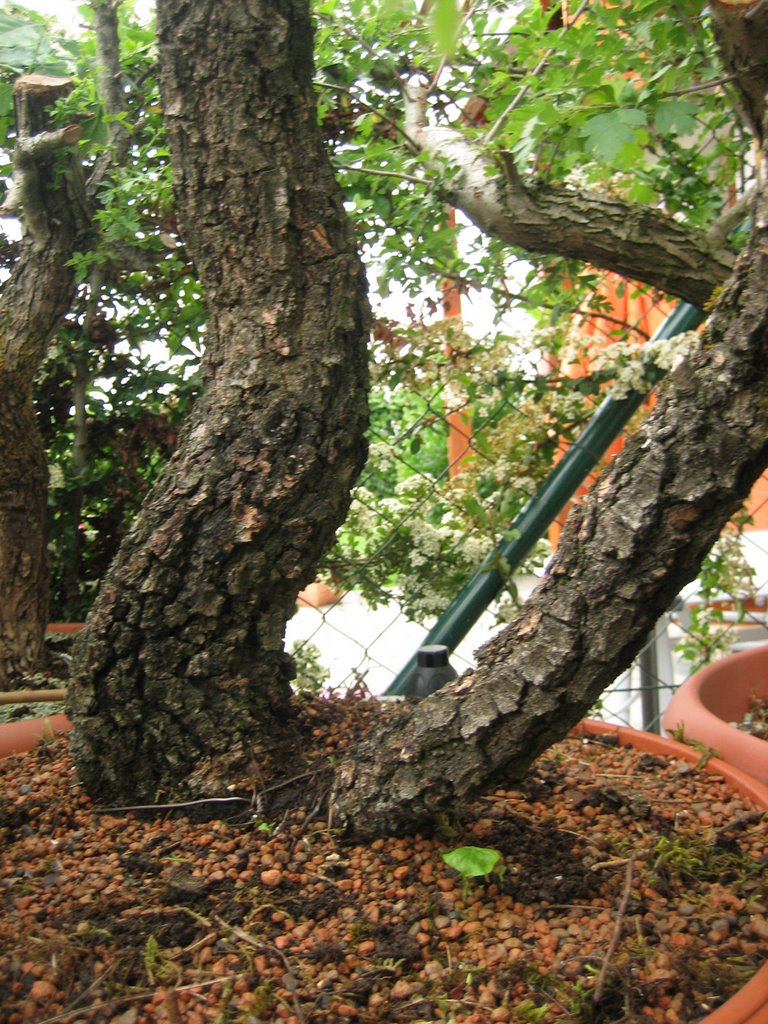 Maros Bonsai Blog Letné kopanie yamadori dubov/ Summer collecting of yamdori Quercus