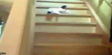 gato-a-descer-escadas-animado-imagens-gifs-animadas-para-celular-para-orkut-animados-em-movimento-animada.gif