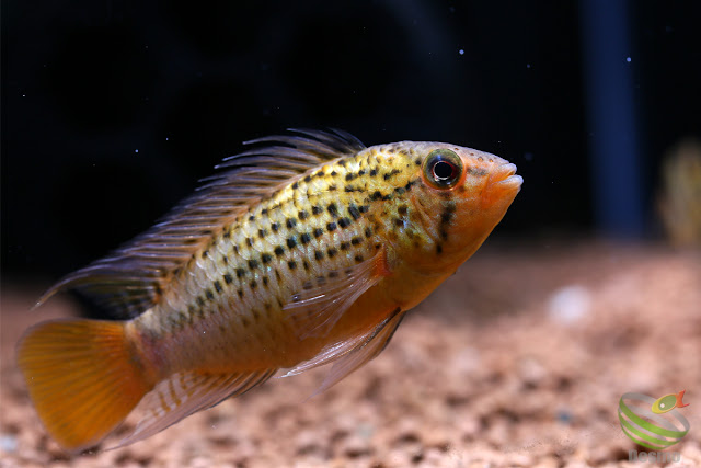 Apistogramma guttata from Rio Morichal Largo