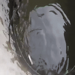 daily_gifdump_3390_04.gif