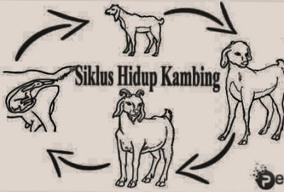 Penjelasan & Gambar Jenis Siklus Daur Hidup Kambing