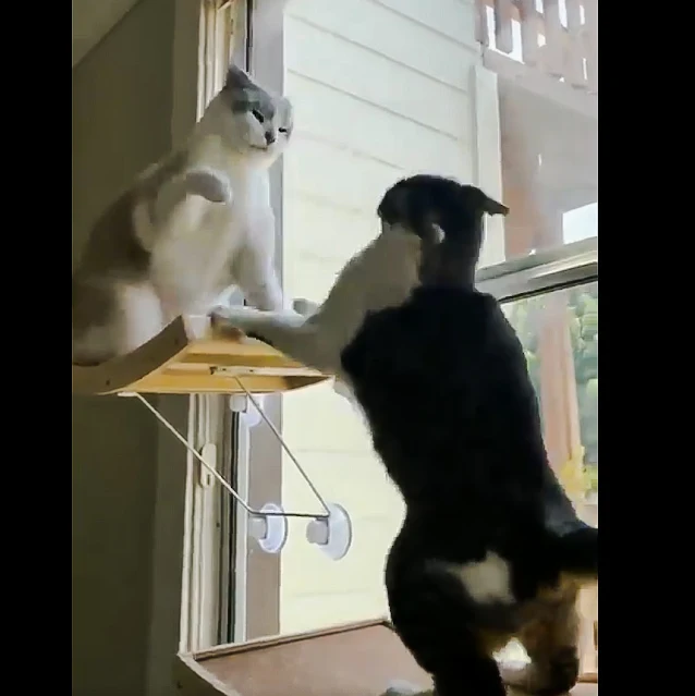 Video example of antagonism between cats in multi-cat household