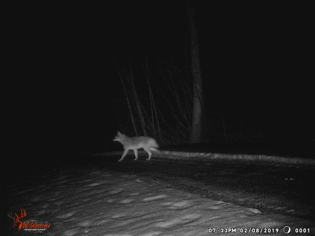fox on trail cam