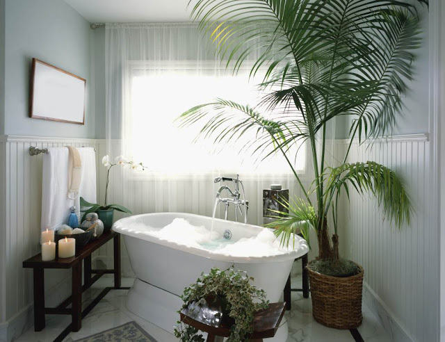 Beautiful Bathroom indoor plants