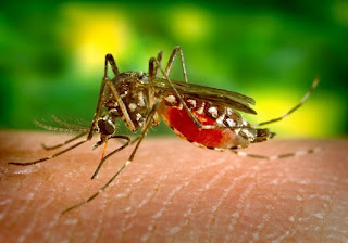 Mengenal Penyakit Demam Berdarah Dengue