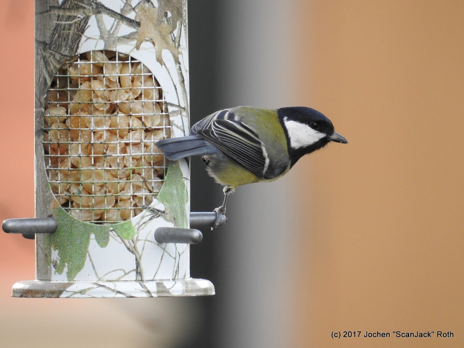 Wintervögel im Garten