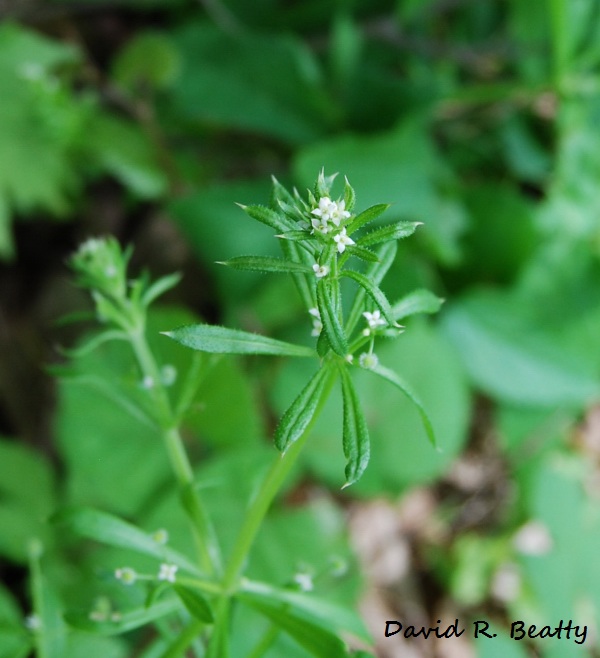 Herbal Remedies at Home: LYMPHATICS IN HERBAL FORMULAS
