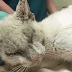 Homeless Cat Opened His Beautiful Eyes For The First Time In Months. His Transformation Is Incredible!