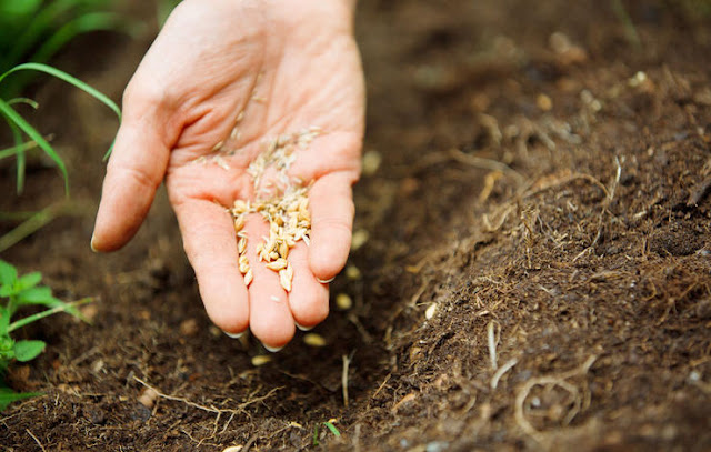 5 Tips For Growing An Organic Vegetable Garden On A Budget