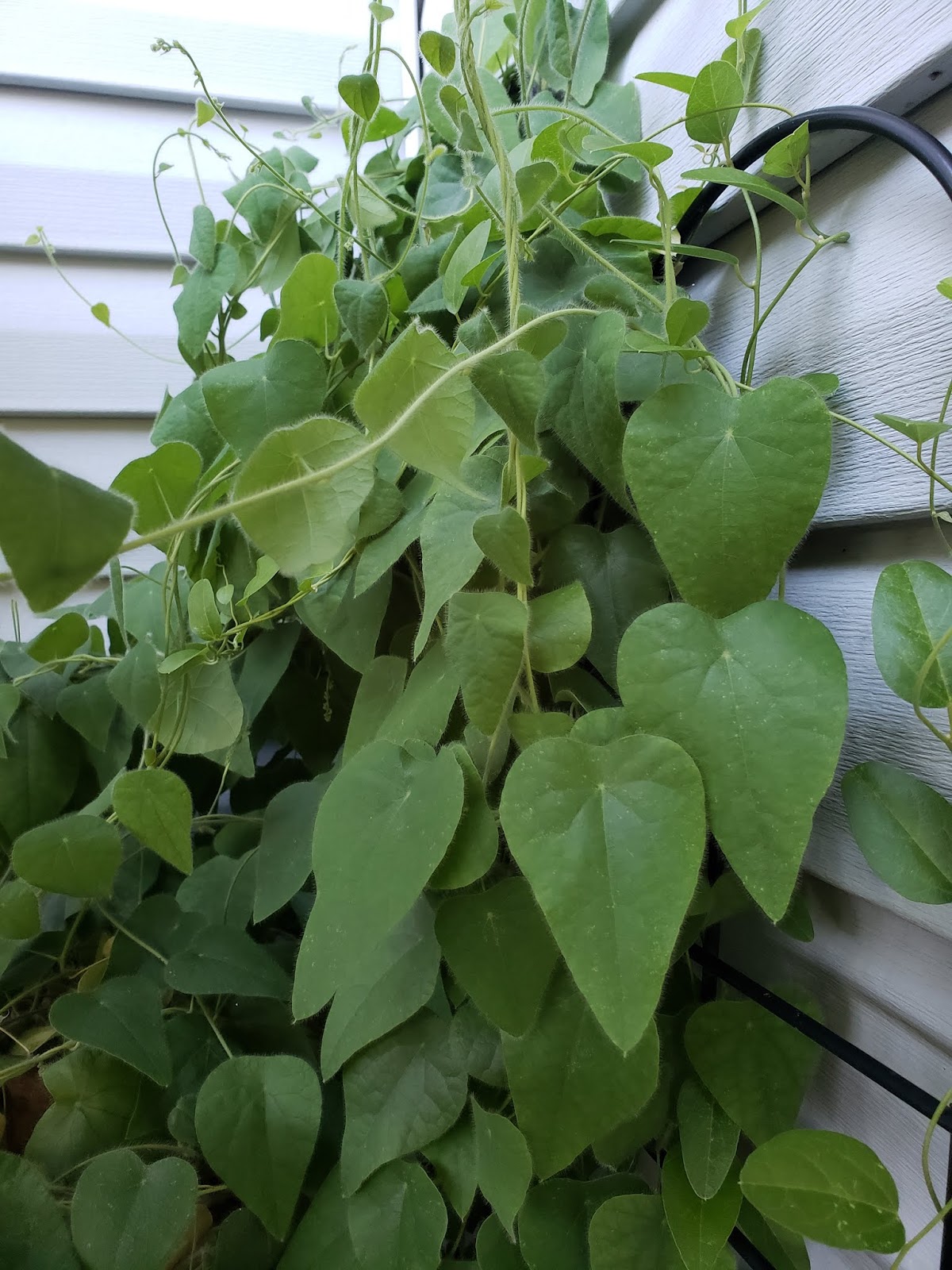 Kristy's Corner Green Grass Jelly Powder