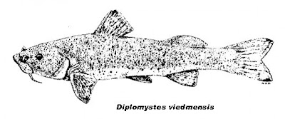 Bagre aterciopelado (Olivaichthys viedmensis)