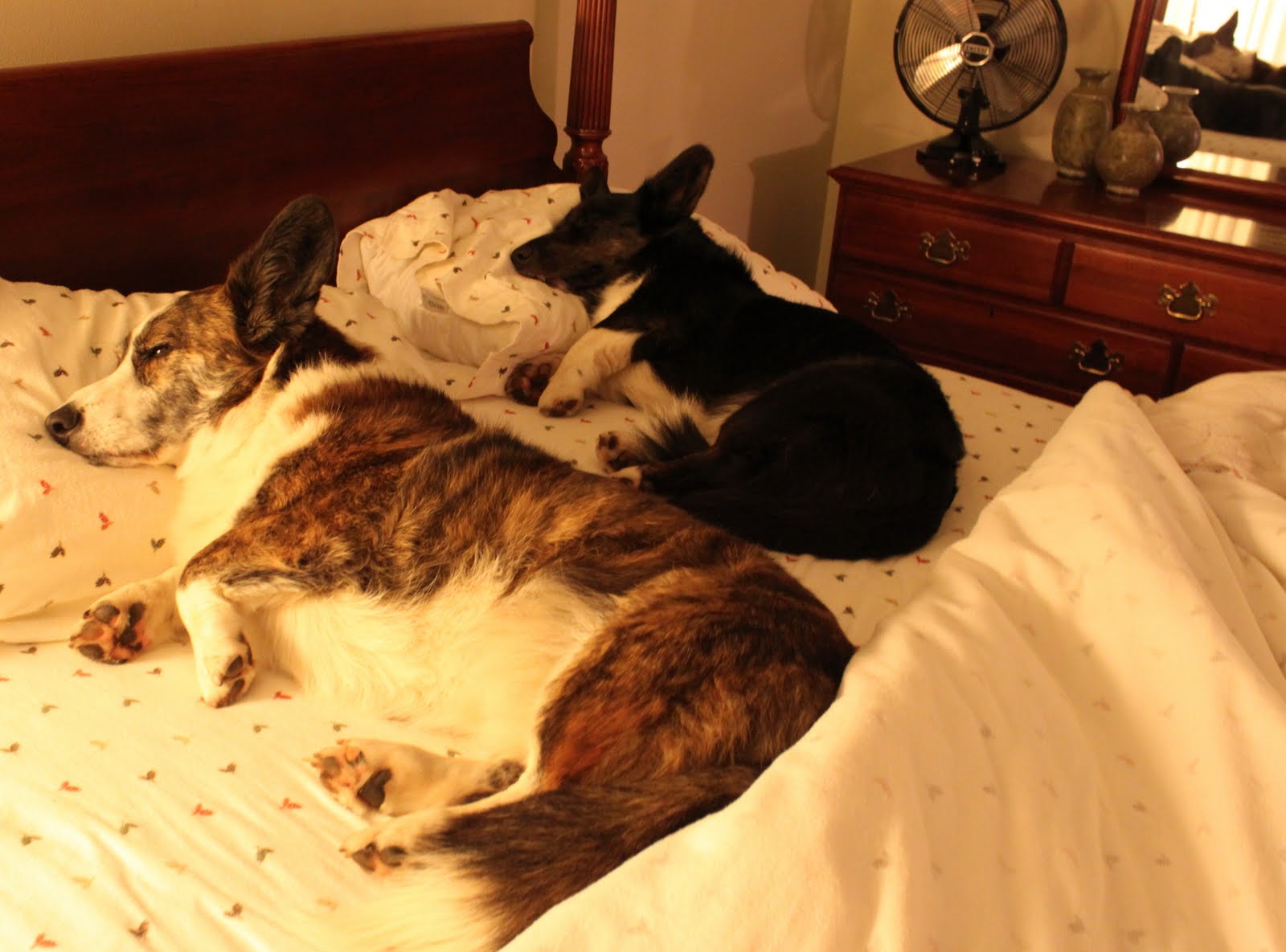 A Tail Of Two Cardis OK SoThen Where Are We Supposed To Sleep