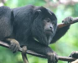 Filhote de macaco-prego-do-peito-amarelo nasce no BioParque do Rio!