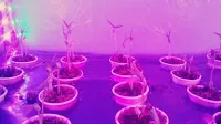 artificial lighting in hydroponics