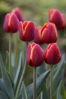 tulipanes-de-color-purpura